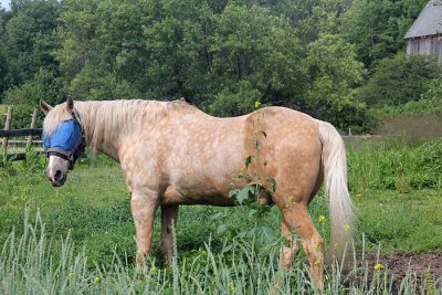 Palomino companion