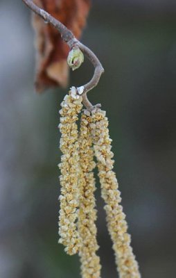 Catkins
