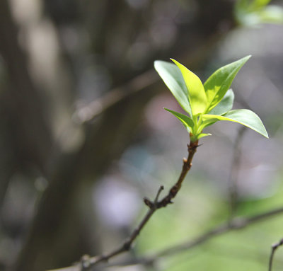 Young Lilac Leaves