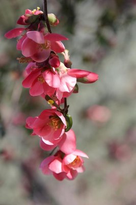 Quince blossoms