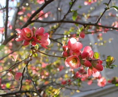 Quince blossoms 2