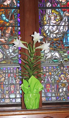 Debbies Lily