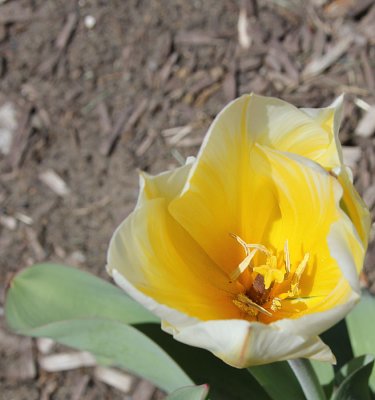 Heart of the Tulip