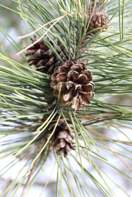 Pine Cones