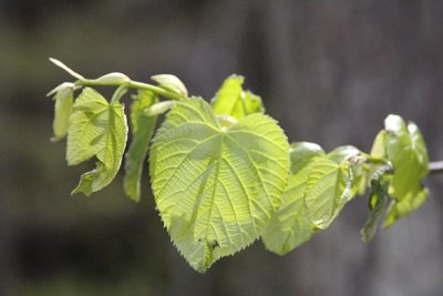 Young Leaves