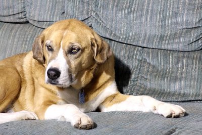 Annie--Queen of the Couch