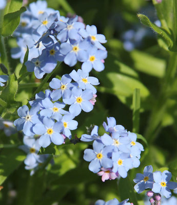 Forget-me-nots