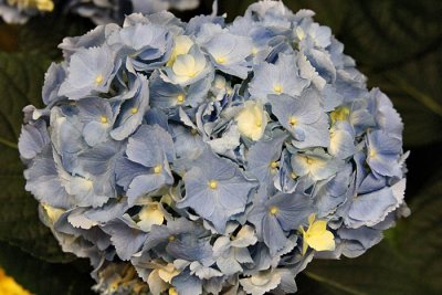 Hydrangea