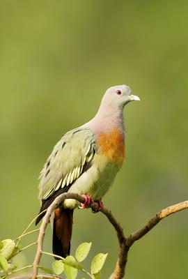 pink necked pigeon