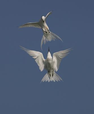 mid-air fight