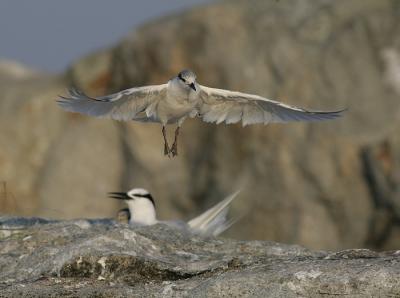 Juvenile learning to fly
