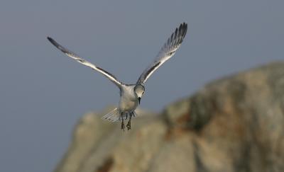 Juvenile learning to fly