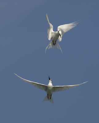 mid-air fight