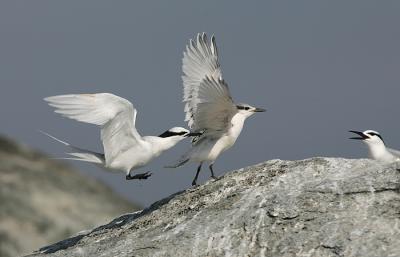 Parent pushing the juvenile for the 1st flight