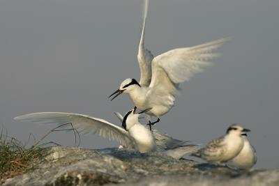 Fights among the adult terns
