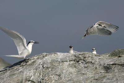 Juvenile success in flying
