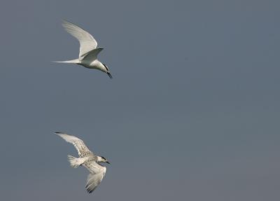 Parent flying along the juvenile