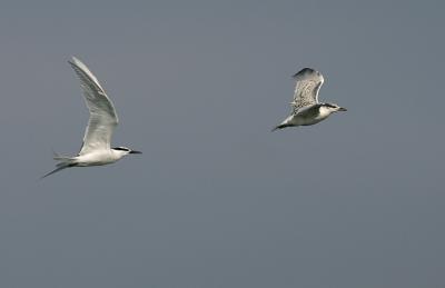 Parent flying along the juvenile