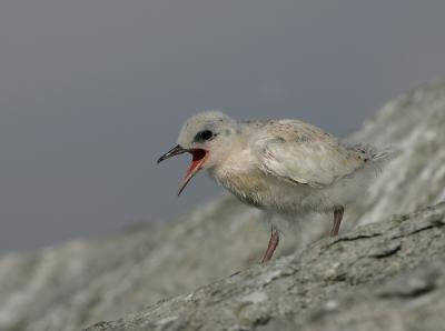 chick. Notice the colour is the same as the rock. To hide from predator?