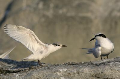 Juvenile stretching