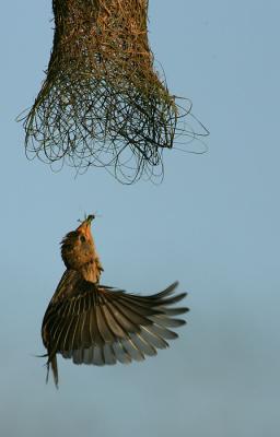 Flying into the nest with prey