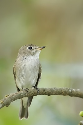 Asian Brown Flycatcher