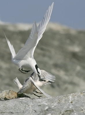 Rival adult trying to kill the young