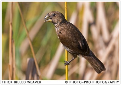 THICK BILLED WEAVER