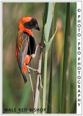 MALE RED BISHOP
