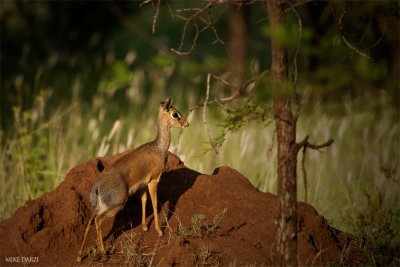 Tanzania_3691.jpg