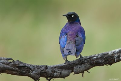 Bird's