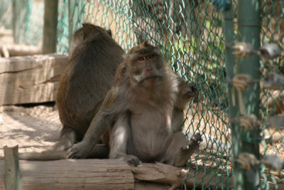 monkeyforest_aug2006