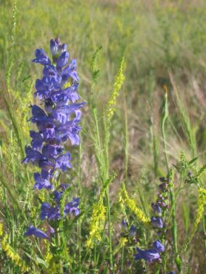 Wild flowers in Pagosa Springs