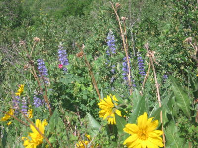 Wild flowers