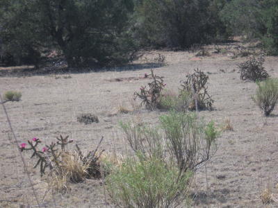 Cactus along a nearby field.