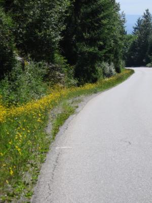 Flowers along the road up Cypress Mountain