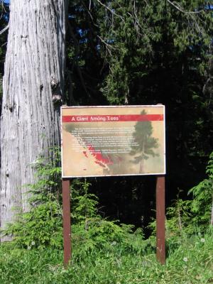 At the yellow cedar at the  top of Cypress Mountain