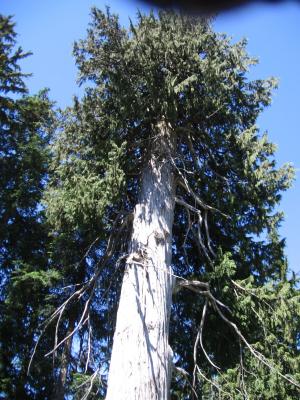 Another look at the yellow cedar