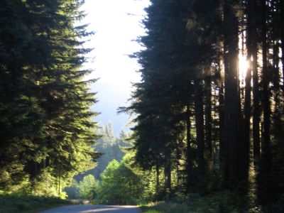 Morning light coming through the trees