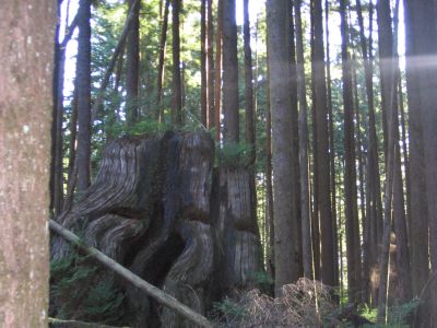 A massive cedar stump