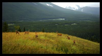 Kananaskis Aug 05