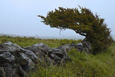 Burren Tree and Stonewall