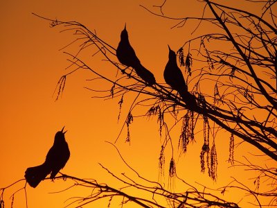 Title: Grackles at Dawn By: Milt