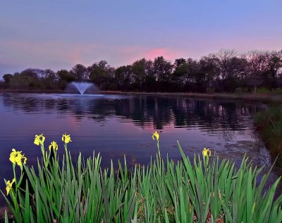 Pond LiliesBy: Wayne Suiter