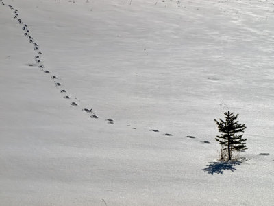  4th, Trail of the Lonesome PineBy: Judy