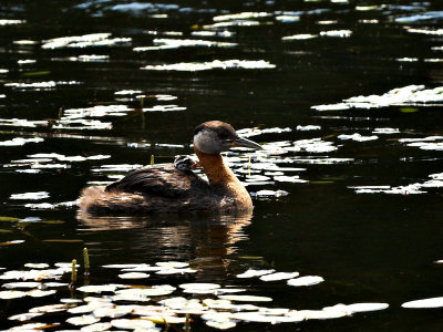 Title: Redneck Grebe and ChickBy: Sharon