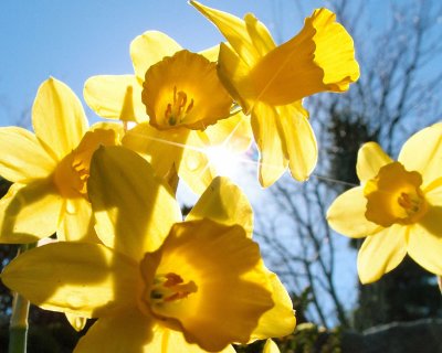 Daffodil Sunby BluAlloy