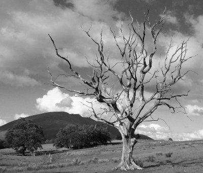 Tree With A Story To Tell<br><b> BW Version<br>by SparkyDave.jpg
