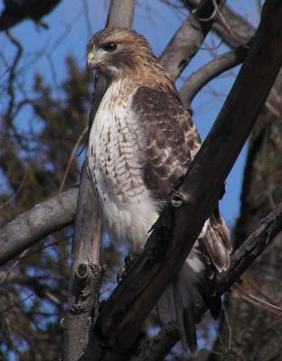 Camera: C730UZ
I thought it amazing that this hawk sat calmly in the tree not 20 feet from me and posed happily for me. It's the first time a hawk ever sat for so long while I took shot after shot. I thought the focus and eye in this version was almost perfect. And the dark blue sky seemed to be an excellent backdrop.
