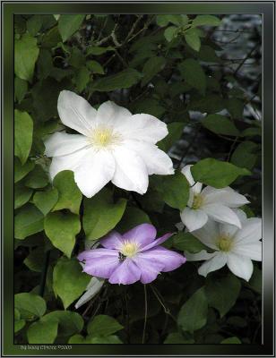 Camera: C2100UZ
Taken in my backyard.the light was just right to highlight these gorgeous Clematis blooms.  The Lavender Clematis was a volunteer plant that grew in the midst of the White one.  And the bug was a bonus, not seen till I opened it in my computer.